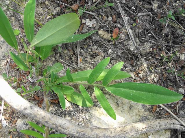 Anthyllis vulneraria (Fabaceae)